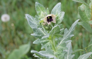 Чем опасна черная белена и как вывести ее с участка