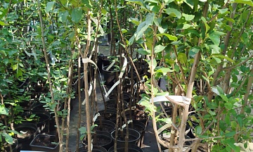 Как правильно выбрать саженцы