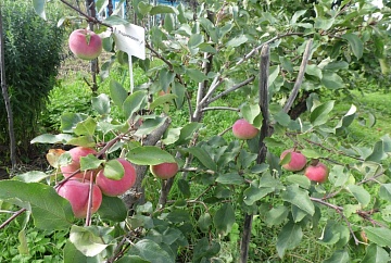 Как ухаживать за молодым садом и обеспечить успешный рост деревьев