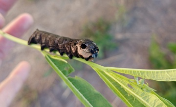 Бражник винный: устрашающий и прекрасный, но опасен ли?