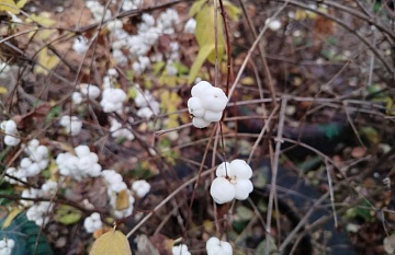 Снежноягодник: посадка и уход