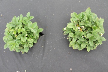 Как получить ранний урожай земляники под пленкой?