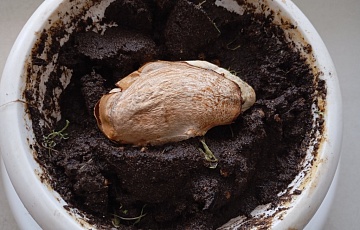 Можно ли дома вырастить манго из косточки