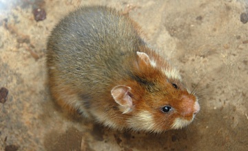 Как избавиться от карбыша на участке