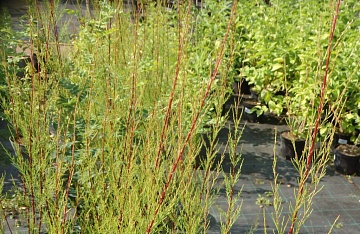 Кустарник тамарикс: описание, посадка и уход в открытом грунте