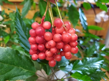 Как размножить китайский лимонник