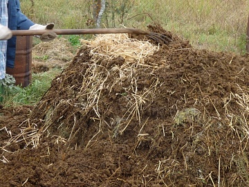 Какие растения нельзя удобрять навозом и почему