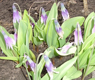 Белоцветник, кандык, печеночница: редкие первоцветы в саду