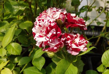 Розы патио — находка для небольших участков