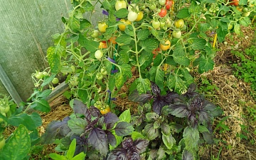 Лучшие соседи для томатов: что посадить рядом для защиты и богатого урожая