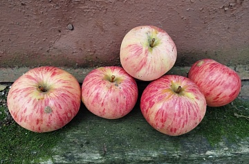 Коричное полосатое — яблоки с ароматом корицы