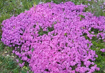 Топ-20 декоративных растений с мелкими цветами