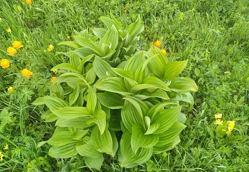 Чемерица: описание растения, виды, свойства