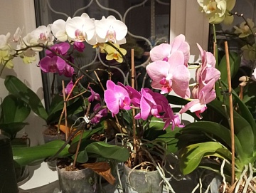 Фаленопсис: описание, виды и сорта орхидей, уход в домашних условиях